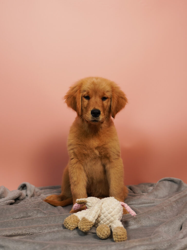 Szczenię Golden Retrievera siedzące i patrzące w obiektyw