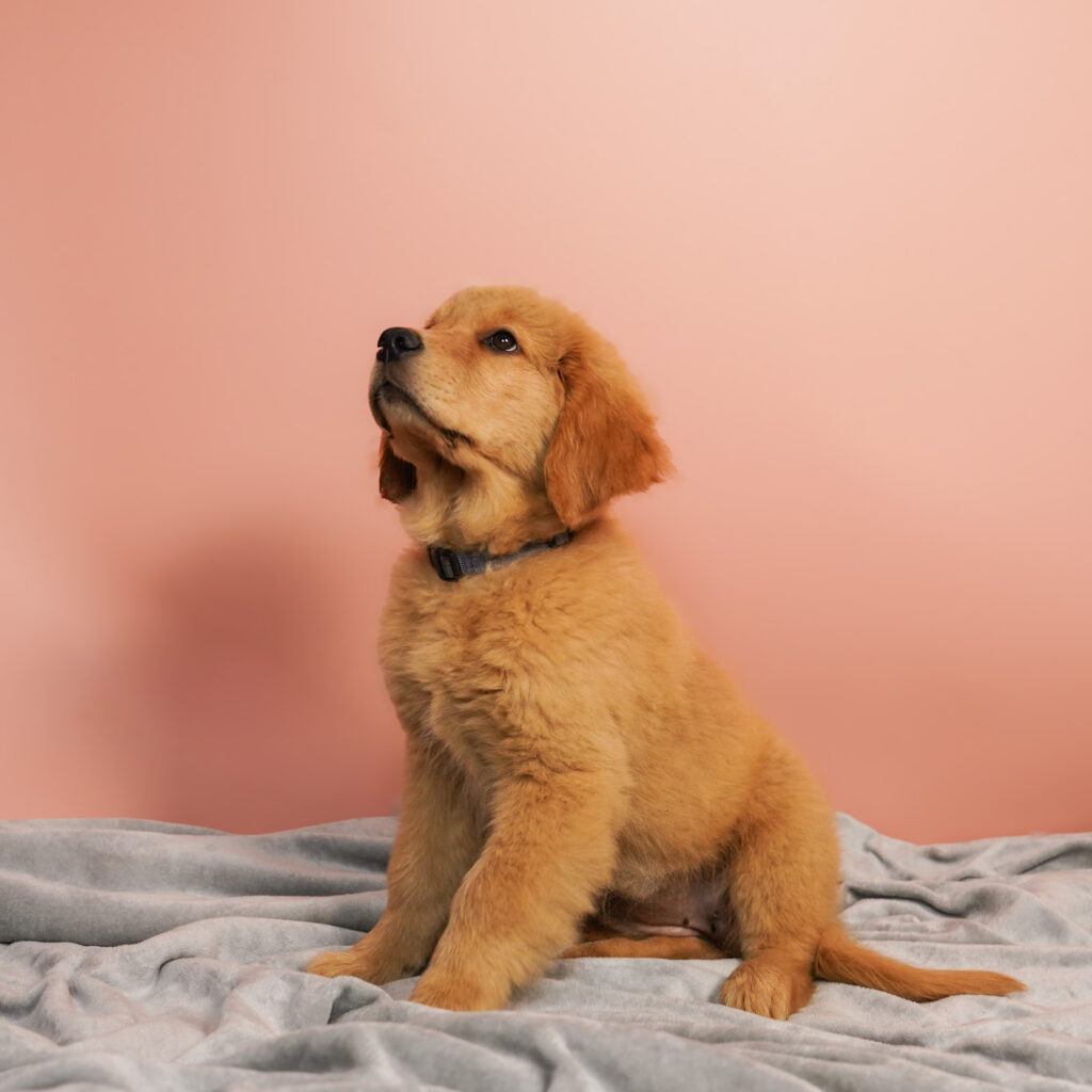 Szczenię Golden Retrievera siedzące bokiem na jasnym kocu