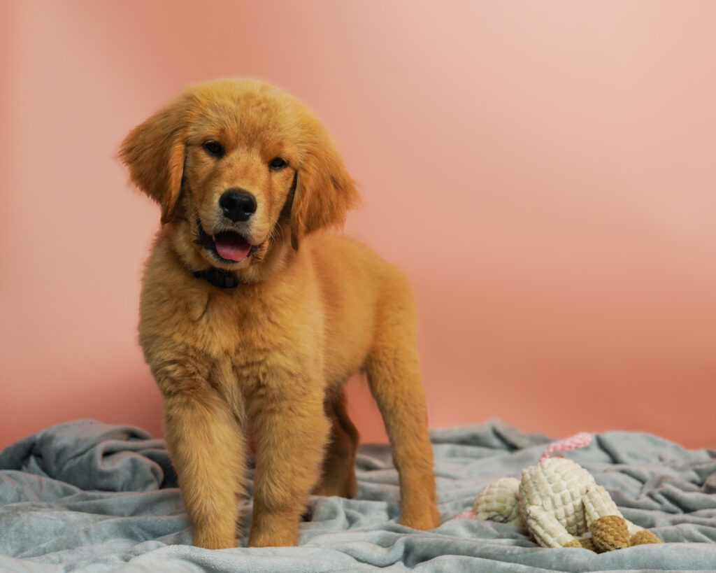 Szczenię Golden Retrievera stojące na kocu i patrzące przed siebie
