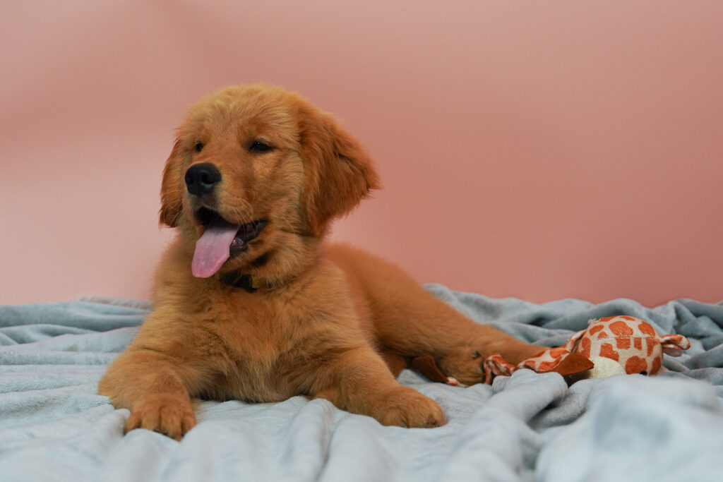 golden-retriever-szczenie-lezace