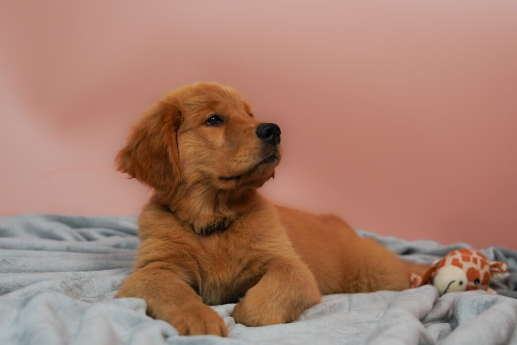 Szczenię Golden Retrievera leżące na kocu i patrzące w bok