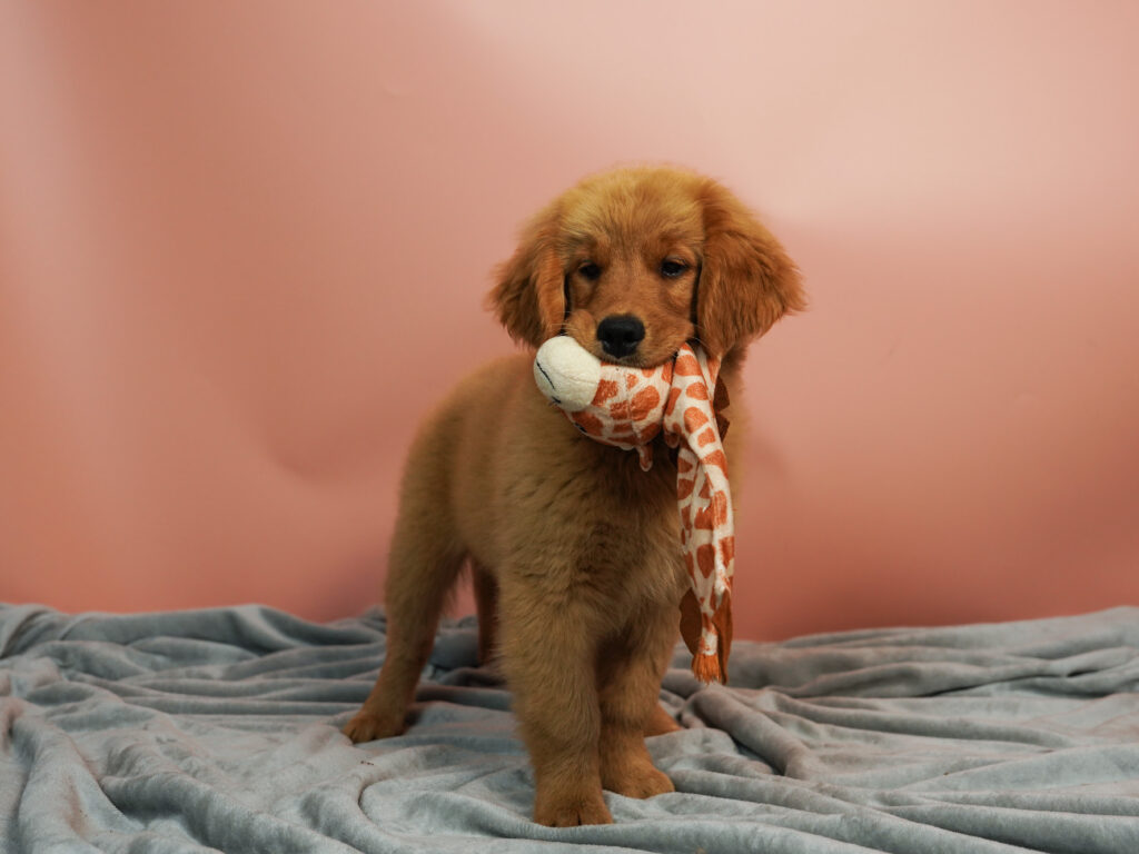 Szczenię Golden Retrievera trzymające materiałową zabawkę w pyszczku